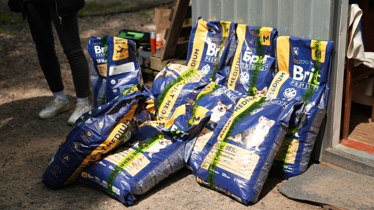 От спасенной собаки до корпоративной стратегии: зачем бизнесу говорить о своих благотворительных проектах