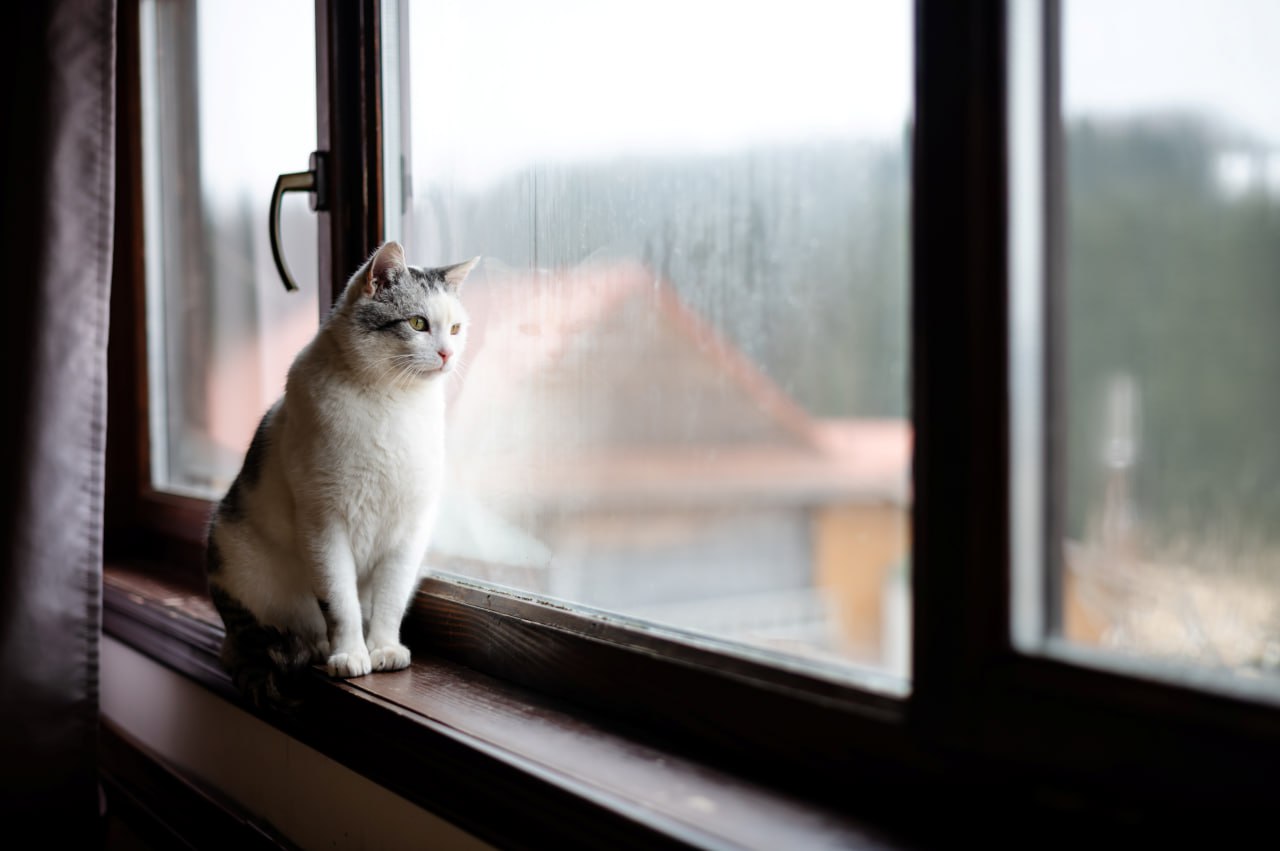 Вместо дождей — мокрый снег. Синоптик рассказал о погоде на неделе с 17 ноября