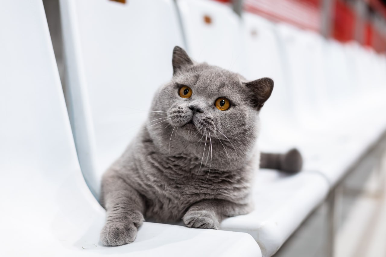 «Настоящий антистресс». Поговорили с хозяйкой самого красивого белорусского кота 