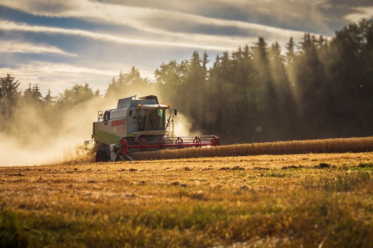 В правительстве рассказали, какой урожай собрали в Беларуси в 2023 году