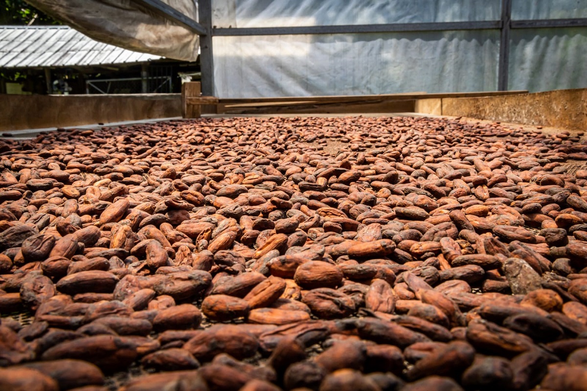 Цены на какао-бобы упали ниже $4,4 тыс. впервые с 2024 года. Почему не дешевеет шоколад
