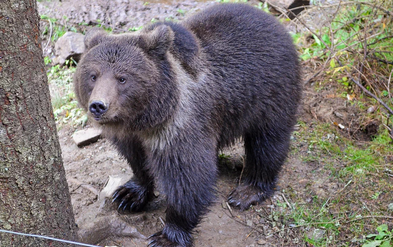 Два года назад белорусская компания помогла спасти медвежонка. Что с ним сейчас