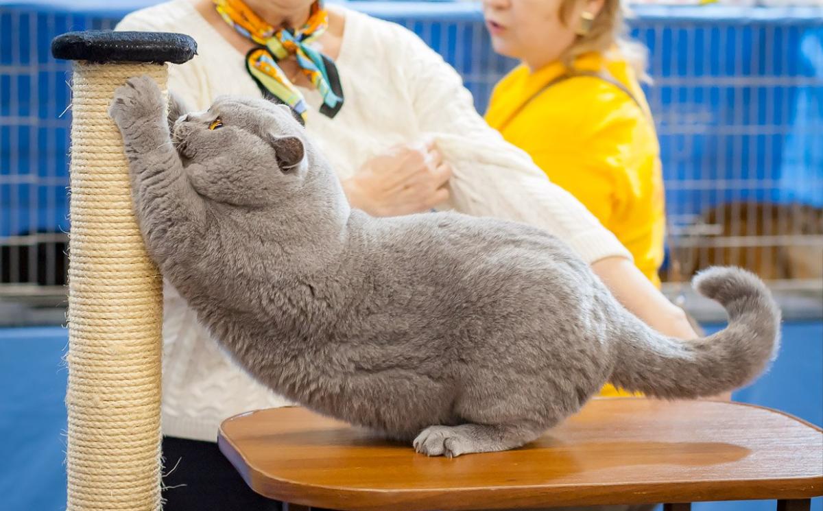 «Настоящий антистресс». Поговорили с хозяйкой самого красивого белорусского кота 