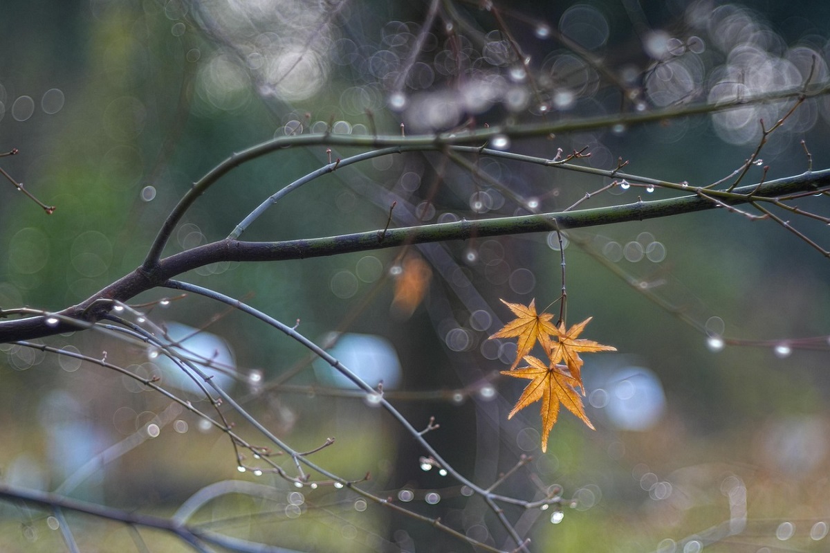 На два градуса теплее нормы, но с дождями. Прогноз погоды на последнюю неделю октября
