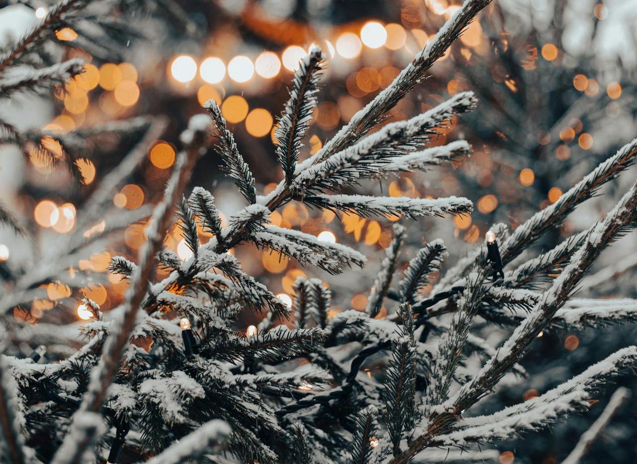 В Минлесхозе назвали цены на новогодние елки