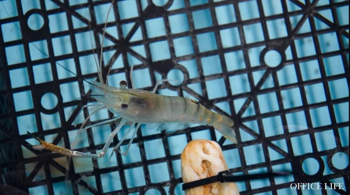 В Беларуси начали проводить экскурсии на первую в стране креветочную ферму