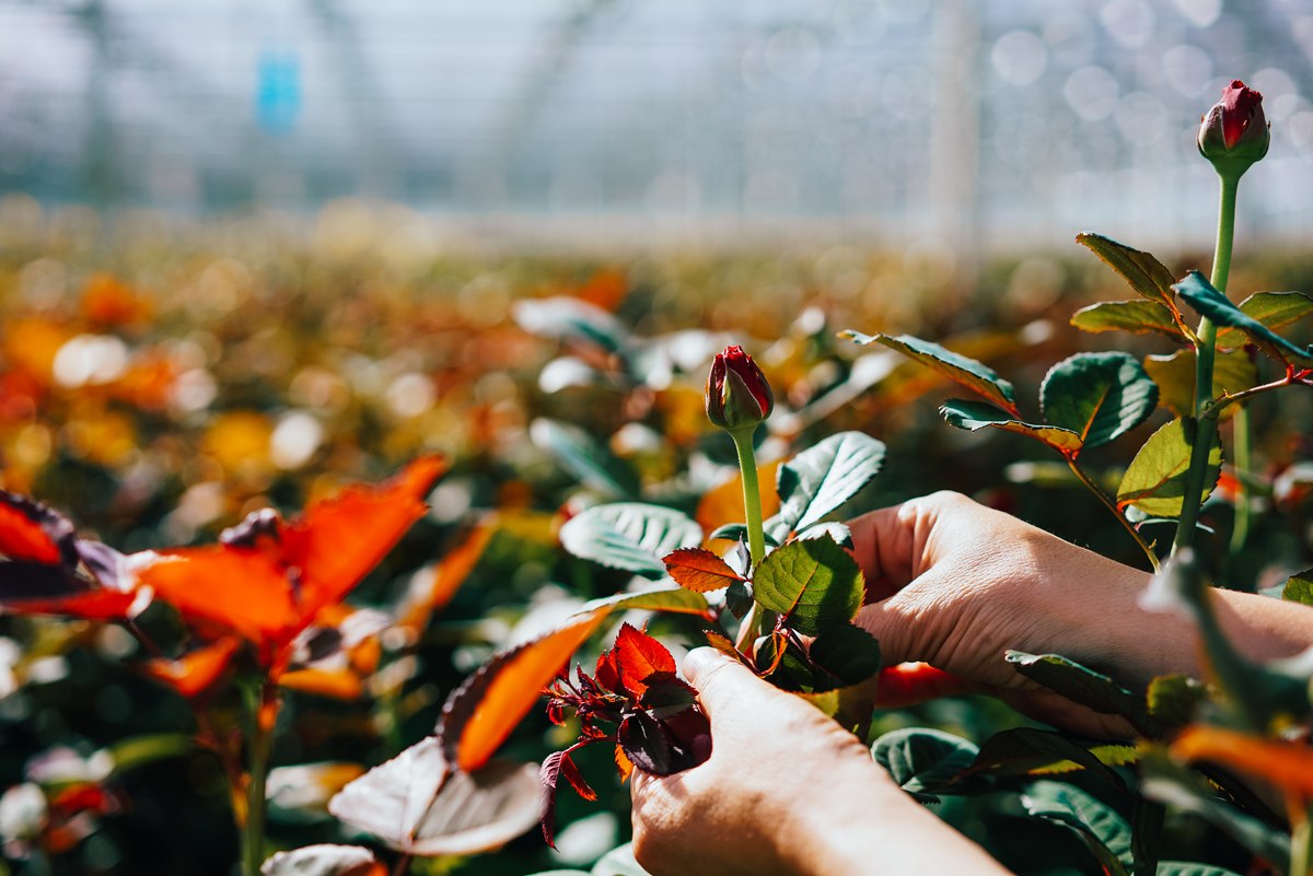 Цветочный рынок Беларуси: как сейчас к нам попадают импортные розы и тюльпаны
