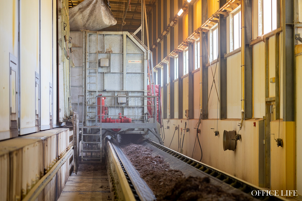 Шампиньон растет 31 день. Как под Кобрином делают грибницу с искусственным интеллектом