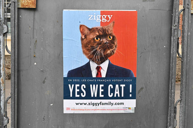 Кошки-кандидаты: производитель корма для животных пошутил над выборами во Франции