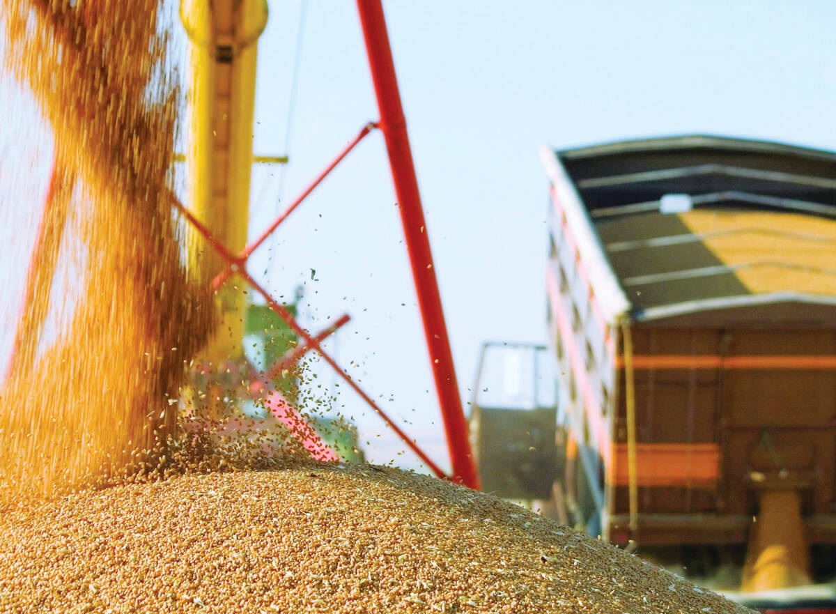 В Беларуси еще на полгода продлили лицензирование на экспорт зерна