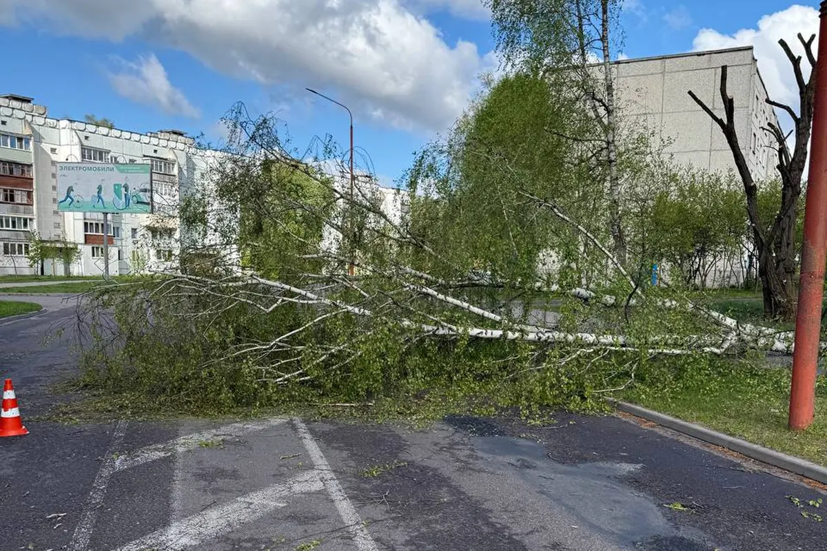 Упали деревья и повреждены машины. В Беларуси ликвидируют последствия циклона Ximena 