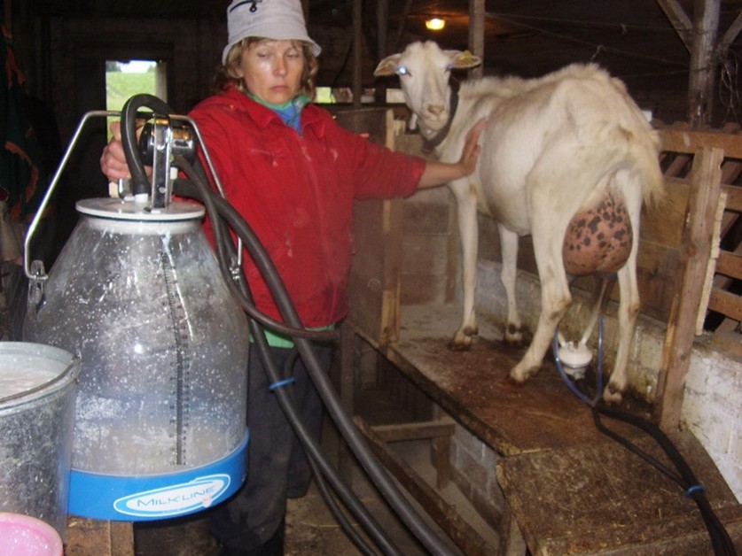 «Купите нас, недорого!» Что случилось с успешной козьей фермой и известным лабиринтом «Кукуполис»