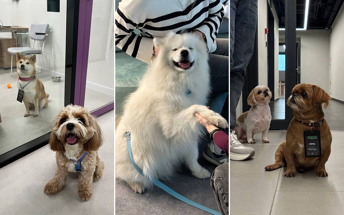 От спасенной собаки до корпоративной стратегии: зачем бизнесу говорить о своих благотворительных проектах