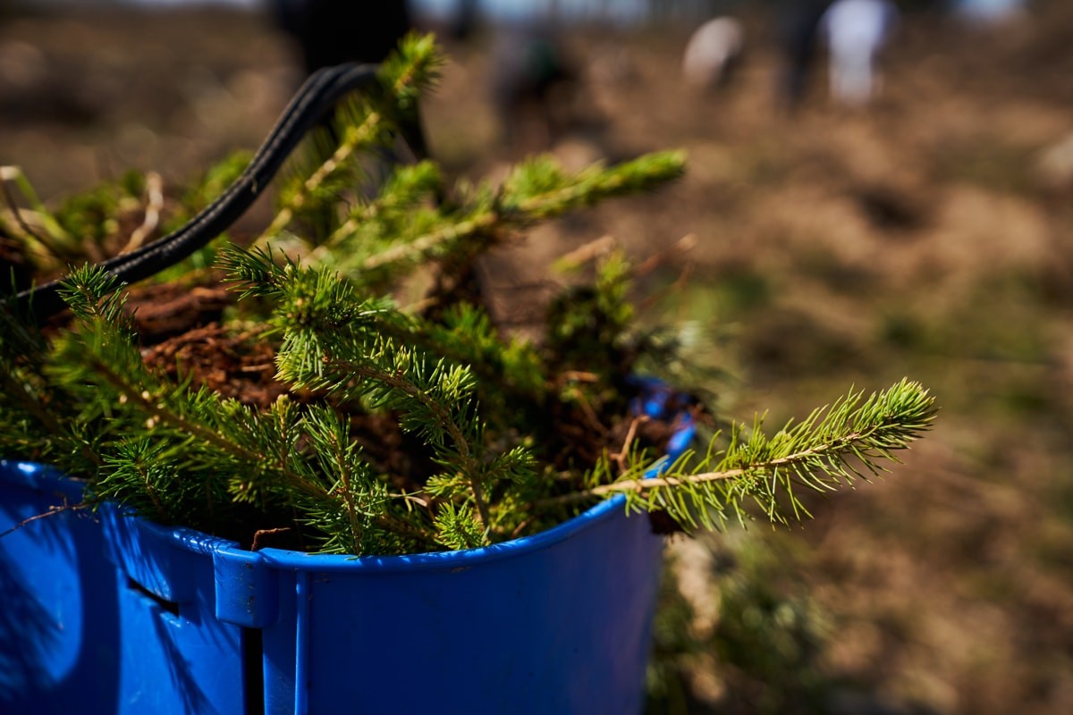 Betera Green Week: восстановление леса в&nbsp;Беларуси и&nbsp;конвертация лайков в&nbsp;деревья. Кейс экологического проекта