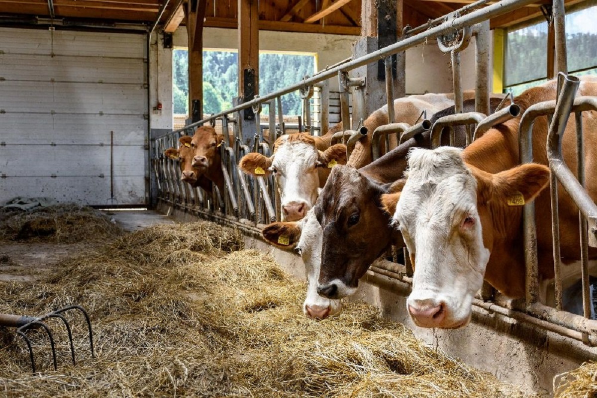 Под Минском за $6 млн продают частное сельхозпредприятие