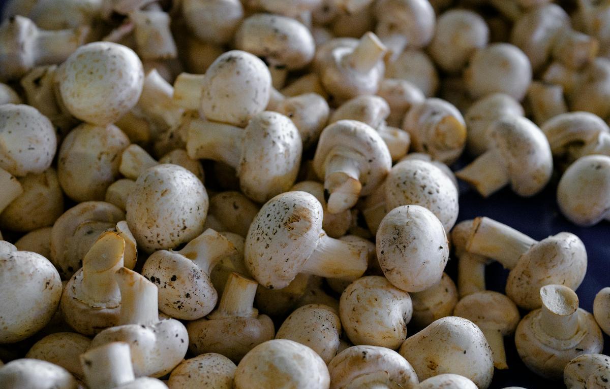 Беларусь стала главным покупателем шампиньонов из России