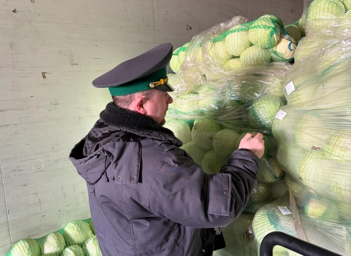 Из России в Беларусь не пропустили крупную партию капусты