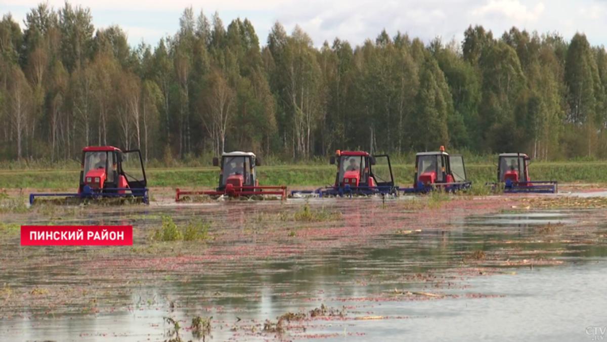 Куда поставляют на экспорт клюкву с белорусского Полесья