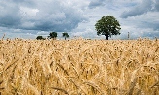Где в Беларуси больше всего выпускают продуктов сельского хозяйства