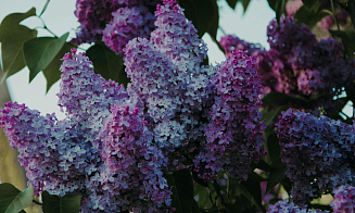 Какой штраф грозит в Беларуси за ветку сирени