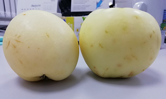 Почему белорусские яблоки дороже польских? Объяснение главы МАРТ