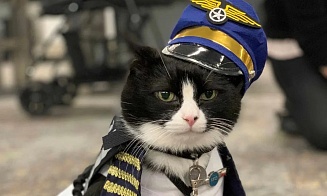 Аэропорт Сан-Франциско нанял кота. Что он делает