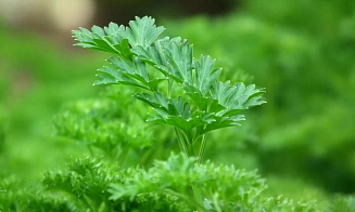 Три частных поставщика завысили цены на укроп и петрушку и получили штраф более 40 тыс. рублей