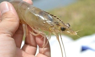 Это не мем. В Беларуси открылась первая креветочная ферма