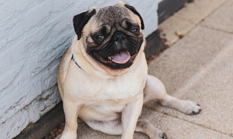 Каким будет налог на собак в 2026 году