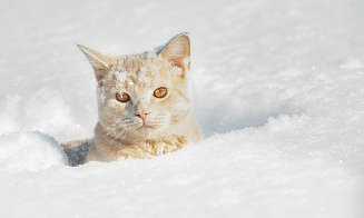 Ночью — до минус 12°С. Синоптики предупредили о сильном снеге и ветре в начале рабочей недели