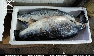 На белорусско-российской границе задержали партию лосося стоимостью более $230 тыс.