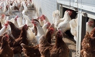 «Серволюкс» собирается приобрести крупного производителя кормов