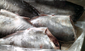 В России сожгли 20 тонн ввезенной из Беларуси рыбы