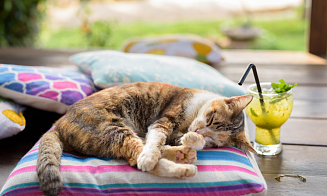 Ждем плюс 30°С? Какая погода будет в Беларуси в первые выходные августа