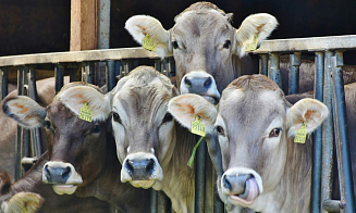 Лукашенко рассказал, что делать с падежом скота в стране