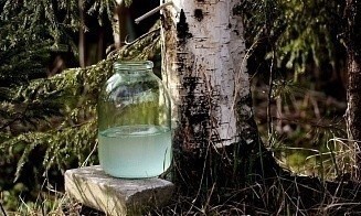 В Лесном кодексе прописали, где можно собирать березовый сок и валежник