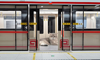 Владелец зоомагазина спроектировал мини-станцию метро для котов. Там есть поезд и эскалатор
