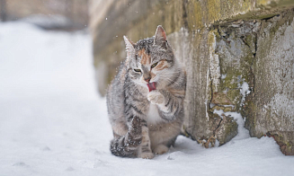 Синоптики предупредили о возвращении зимней погоды в выходные