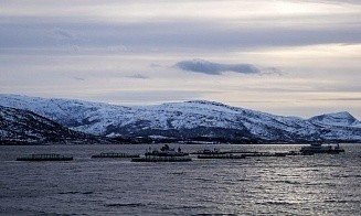 Балтийская сельдь оказалась на грани исчезновения из-за лосося