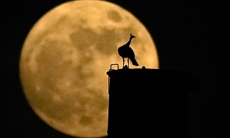 Голубая луна: как выглядело самое большое суперлуние года