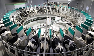 Половина молочных ферм в Беларуси оснащена высокотехнологичным оборудованием