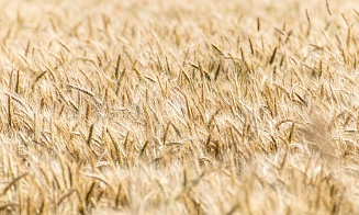 ЕС введет пошлину на зерно из Беларуси и России