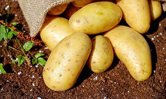 Минсельхозпрод сообщил о высоком урожае картофеля и других овощей. Но есть нюанс