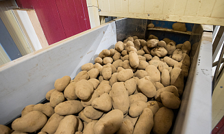 Из-за отсутствия картошки в продаже в Беларуси могут приостановить работу магазина