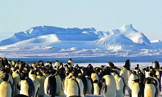 Ученые бьют тревогу: в Антарктиде мало льда, императорским пингвинам грозит исчезновение