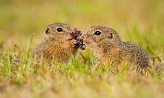 Путешествие в «Сусландию» и концерт неаполитанского оркестра: афиша с 13 по 19 апреля