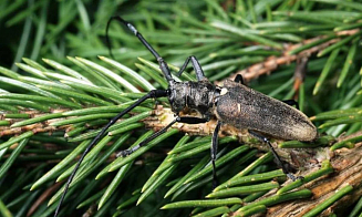 Из Беларуси в Россию не пропустили партию пиломатериалов из-за черного соснового усача