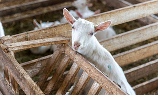 «Купите нас, недорого!» Что случилось с успешной козьей фермой и известным лабиринтом «Кукуполис»
