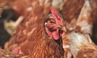 В России усилили контроль за продукцией компании из группы «Серволюкс»