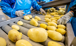 Беларусь подвинула Египет в топе поставщиков картофеля в Россию